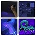 Black Light UV Light Flashlight: Vansky 395nm 12 LED Ultraviolet Blacklight Flashlight Mini Pet Urine Detector for Dog/Cat, Dry Stains, Spot Scorpions, Resin Curing