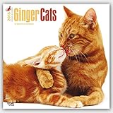 Ginger Cats 2016 Square 12x12 (Multilingual Edition)