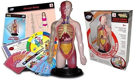 Science Time - Human Science Torso Set by Eastcolight