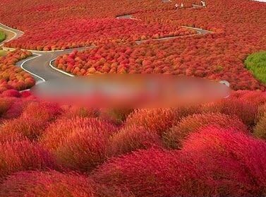 Grass seeds Perennial 100 seeds Grass Burning Bush Kochia Scoparia Seeds Red Garden Ornamental easy grow