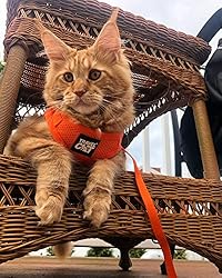 Travel Cat Harness and Leash Set - Adjustable