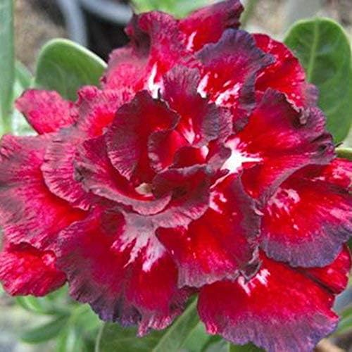 XIANJIA - 100 Pieces Desert Rose Seeds Exotic Rose Flower Seeds Hybrid Tea Seeds for Your Garden Balcony Long Flowering Hardy Perennial (13)
