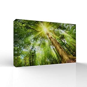 Canvas Wall Art-Sunshine in The Forest -Canvas Prints Home Artwork Decoration for Living Room,Bedroom - 12x18 inches
