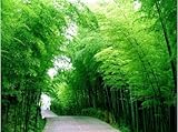 50 Seeds Chinese Bamboo Seeds,Perfect Ornamental DIY Home Garden Plant ,Edible Bamboo Shoots,