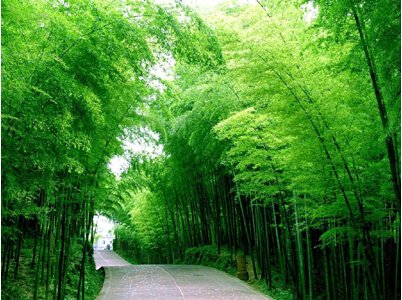 50 Seeds Chinese Bamboo Seeds,Perfect Ornamental DIY Home Garden Plant ,Edible Bamboo Shoots,