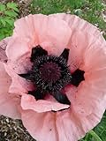 100 PRINCESS VICTORIA LOUISE ORIENTAL POPPY Papaver Orientale Flower Seeds