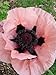 100 PRINCESS VICTORIA LOUISE ORIENTAL POPPY Papaver Orientale Flower Seeds