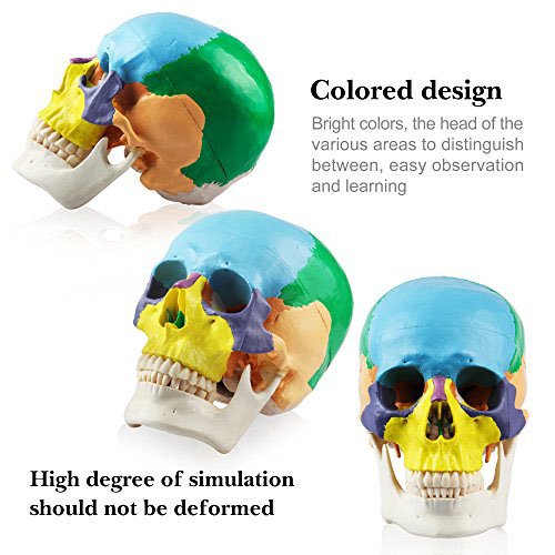 1:1 Human Adult head Anatomical model bionic skull bone color zoning Removable Skull Cap Medical Science Educational Teaching tool