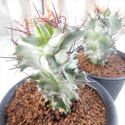 Amazon Osユーフォルビア ホリダ大型モンスト おもしろ多肉植物 観葉植物 オンライン通販