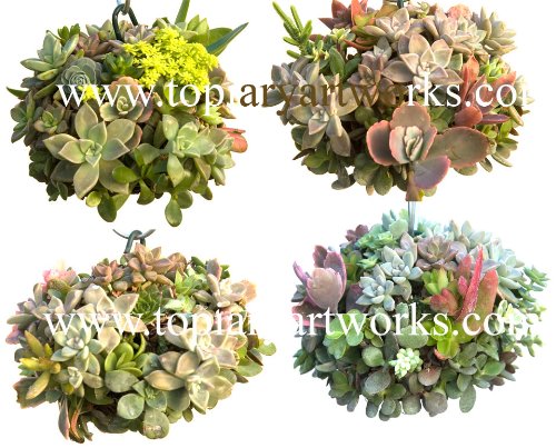 Sphagnum Moss Living Kokedama Ball, Sphere, Hanging Form - 8" Diameter - Made in USA