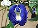 3 Pack 100% Dried Pure Butterfly Pea Flowers 1.60 Oz. (50 g.) Herbals Blue Tea, All Natural Ingredients, Nontoxic, GMO-Free, Safe and Healthy in Zipper Packaging and Get Free a Wooden Spoon by FBA