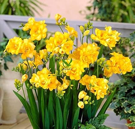 FERNSFLY IMP. Freesia|Freesias Excellent Quality Flower Bulbs for Attractive Aromatic Flowers Home indoor Outdoor Gardening Plants Flowering Bulbs (Pack Of 4, The Sunrise Freesia)