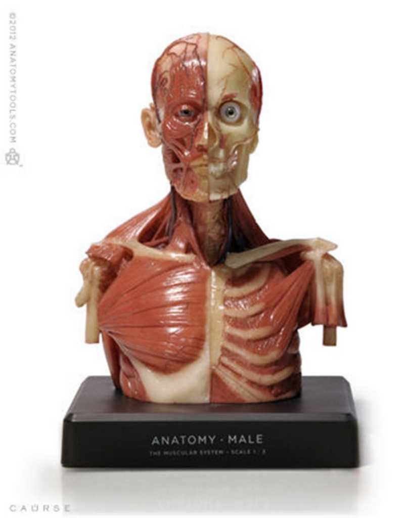 Human Anatomy Upper Torso : Upper Parts Of The Body High Resolution