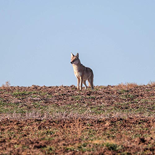 Lucky Duck Riot Electronic Predator Call with Remote Pricepulse