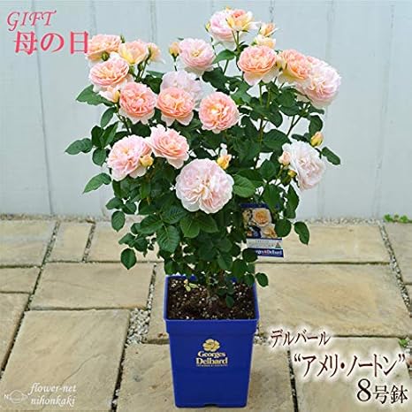 Amazon Co Jp 母の日 ギフト バラ デルバール アメリノートン 母の日 ギフト 贈り物 プレゼント バラ 薔薇 8号鉢 花 鉢植え ホーム キッチン
