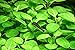 Lobelia Cardinalis Dwarf Live Aquarium Plants by AquariumPlantsFactory BUY2GET1FREE