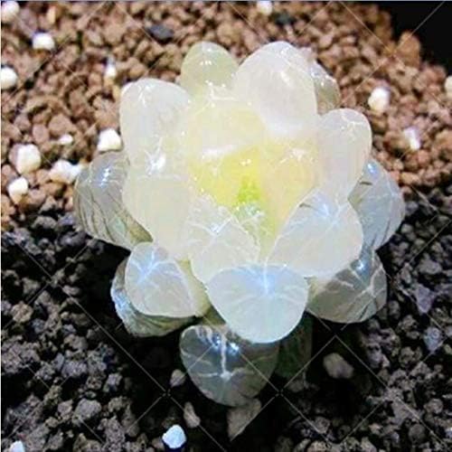Beautytalk Seeds- 500Pcs Multicolor Succulent Seeds,Garden Plant Bonsai Seeds
