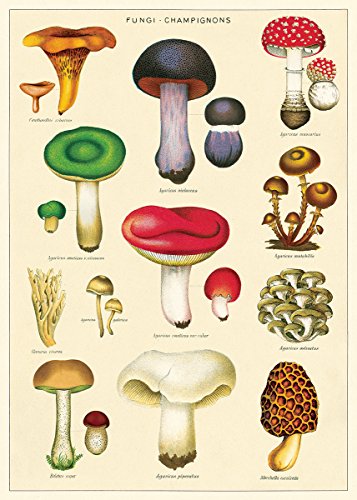 Cavallini Decorative Paper - Mushrooms 2 Wrap 20