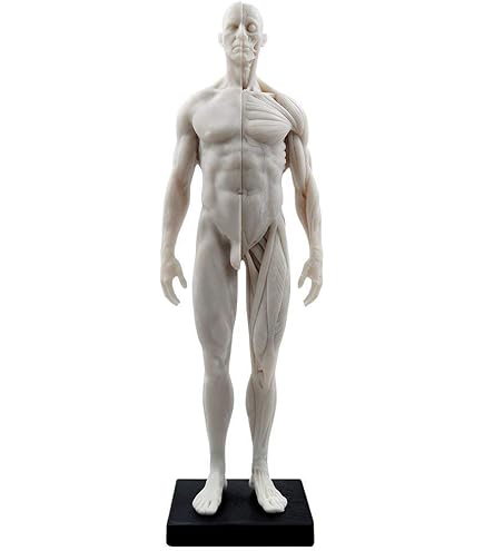 Amazon.com: 3dtotal Male Anatomy Figure: 11-inch Anatomical