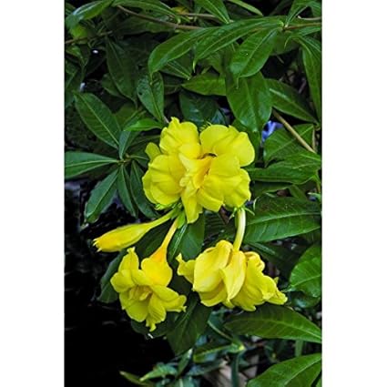Indian Gardens - Allamanda Yellow Double Live Plant/Indoor/Outdoor Plant with Pot