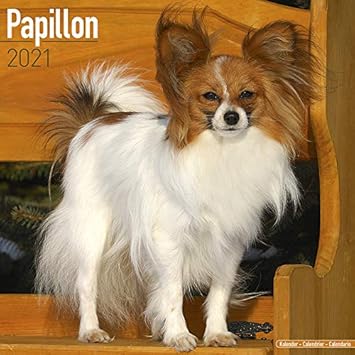 Kalender 2021 Papillon Oder Phalene Zwergspaniel Mit Weihnachtskarte Amazon De Burobedarf Schreibwaren