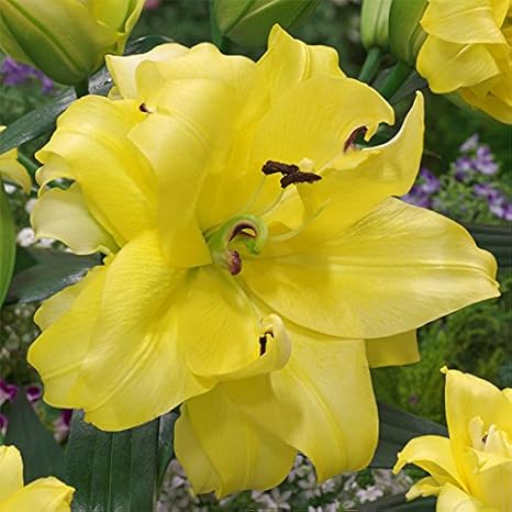 Amazon Co Jp 八重咲きオリエンタルリリー エキゾチックサン1球 2個セット 百合 ユリの球根 ホーム キッチン