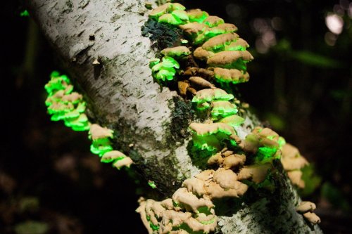 Forest Organics Glow in the Dark Mushroom Growing Habitat Log Pre-Inoculated