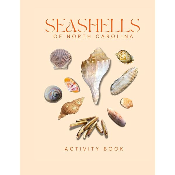 Ncsea Shells Types Of Seashells In North Carolina