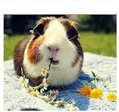 Featured image of post Guinea Pig Drawing Reference
