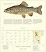 Trout of North America Wall Calendar 2017