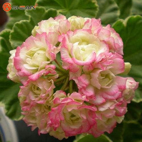 Green Seeds Co Balcone In Vaso Di Gerani Rossi E Bianchi Fiore Di Piante In Vaso Fai Da Te Home Garden Pezzi Lotto Rosa Amazon It Giardino E Giardinaggio