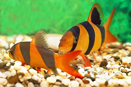 EARTHWORM STICKS,Fish Food,Bottom Feeders,plecos,Catfish,Cory Cats,Shrimp - 2oz - ABF36