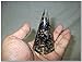 Jet Exquisite Black Touramline Orgone Antenna Cone Chakra Crystal Gemstones Agate Onyx Christmas Divine Spiritual Metaphysical Marvelous Brilliant Energetic Positive