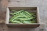 David's Garden Seeds Bean Bush Provider SL8723 (Green) 100 Non-GMO, Heirloom Seeds