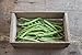 David's Garden Seeds Bean Bush Provider SL8723 (Green) 100 Non-GMO, Heirloom Seeds primary