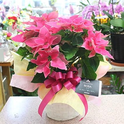 鉄道駅 直径 発動機 ピンクの葉っぱの観葉植物 クリスマス Inutube Jp 鉄道駅 直径 発動機 ピンクの葉っぱの観葉植物 クリスマス Inutube Jp