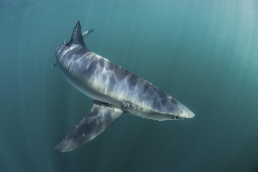 Posterazzi PSTETH400895U A Sleek Blue Shark Swimming in The Waters Off Cape Cod Massachusetts. Poster Print by Ethan Daniels/Stocktrek Images, 17 x 11, Varies