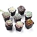 The Next Gardener Succulent Plants, 8 Pack of Assorted Rosettes, Fully Rooted in 2" Planter Pots with Soil, Rare Varieties, Unique Real Live Indoor Succulents/Cactus D&eacute;cor ONLY by The Next Gardener primary