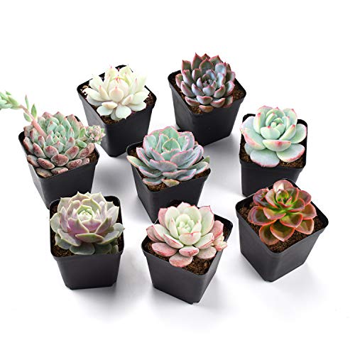 The Next Gardener Succulent Plants, 8 Pack of Assorted Rosettes, Fully Rooted in 2" Planter Pots with Soil, Rare Varieties, Unique Real Live Indoor Succulents/Cactus Décor ONLY by The Next Gardener