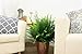 Costa Farms 10KIM Nephrolepis Obliterata Kimberly Queen Fern Live Indoor Plant, 1 Pack