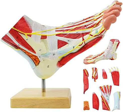 Amazon.com: Sarrafian's Anatomy of the Foot and Ankle: Descriptive