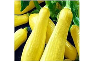 INSTANT LATCH 20 Straightneck Squash Seeds | Non-GMO | Fresh Garden Seeds