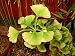 Golden Ginkgo Beijing Gold 1 - Year Live Tree