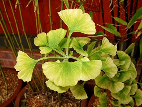 Golden Ginkgo Beijing Gold 1 - Year Live Tree Golden Ginkgo Beijing Gold 1 - Year Live Tree