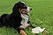 Top Dog Chews - Cow Ears Dog Treats, 12 Pack, America's Made, All Natural, Rich in Protein and Flavor, Healthy & Delicious Chew Treats.