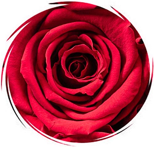 Soho Floral Arts | Real Roses That Last a Year and More| Fresh Flowers |Eternal Roses in a Box (Red 16 X-Large Roses)