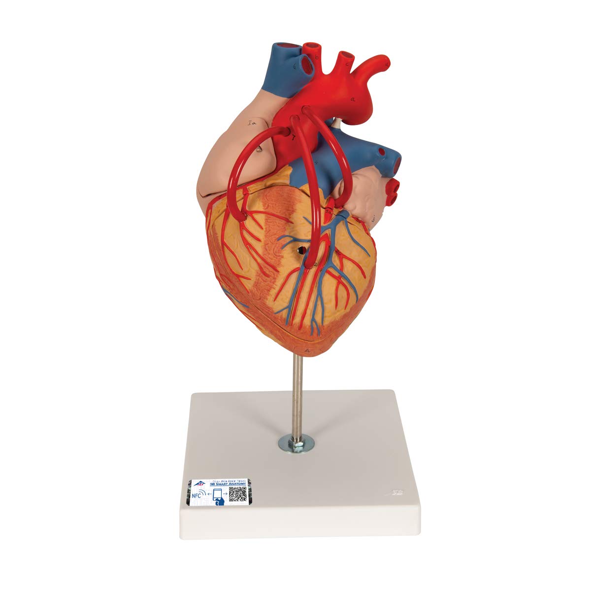 3B Scientific Human Anatomy - Heart Model with Bypass, 2 Times Life Size, 4 Part + free anatomy software - 3B Smart Anatomy