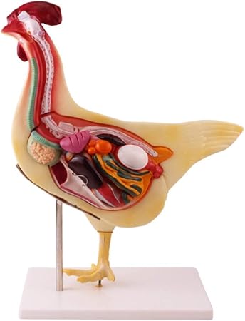 Amazon チキン解剖学的モデル 取り外し可能な鶏肉の解剖学モデルシミュレーションチキンモデル 研究ティーチングメディカルモデル 3dパズルアセンブリ玩具 生物 動物 人体 おもちゃ
