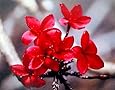 Hawaiian Red Plumeria Plant Cutting ~ Grow Hawaii