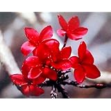 Hawaiian Red Plumeria Plant Cutting ~ Grow Hawaii by Kanoa Hawaii